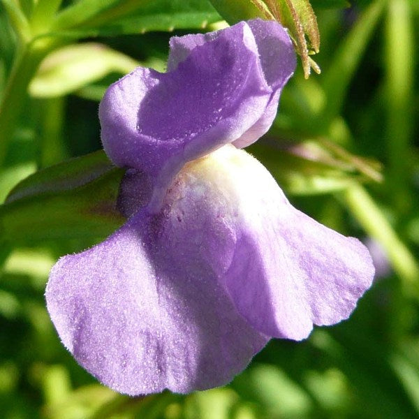 Heirloom Mimulus Ringens Flower seeds for Planting Fragrant Blossoms Heirloom & GMO Free Seeds for Home Garden