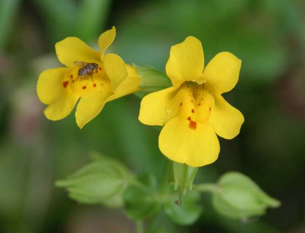 Premium Mimulus Flower seeds for Planting Sun Loving Heirloom & GMO Free Seeds for Home Garden seeds