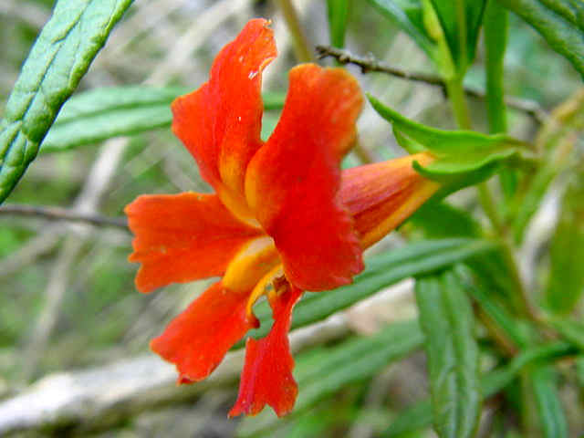 Red Monkey Flower seeds for Planting Compact Growth, Heirloom & GMO Free Seeds for Home Garden vegetable and garden seeds