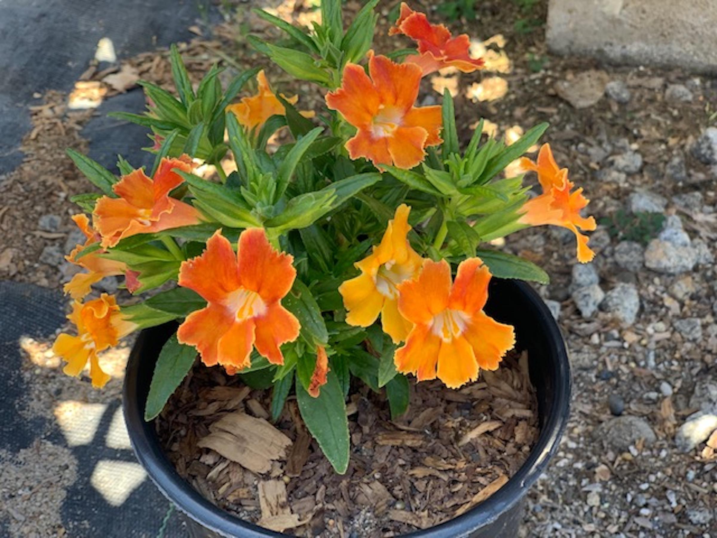 Premium Orange Mimulus Flower seeds for Planting Wildflower Mix, Heirloom & GMO Free Seeds for Home Garden seeds