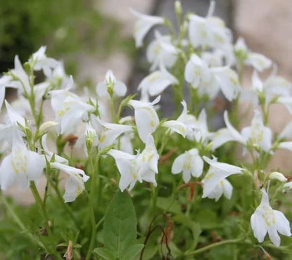 MarshFlower seeds for Planting Cottage Garden Essential Heirloom & GMO Free Seeds for Home Garden