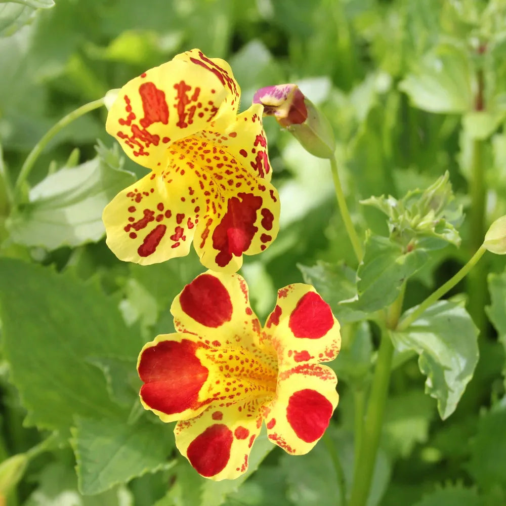 High quality Mimulus Flower seeds for Planting Sun Loving Heirloom & GMO Free Seeds for Home Garden seeds pack