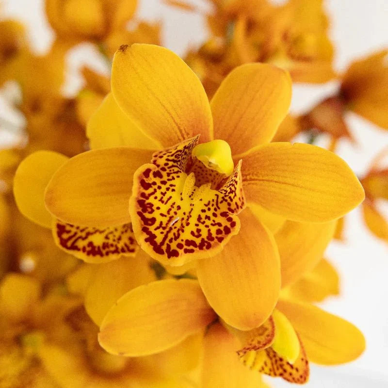 Premium Orange Mini Orchid Flower seeds for Planting Seasonal Bloomer, Heirloom & GMO Free Seeds for Home Garden seeds