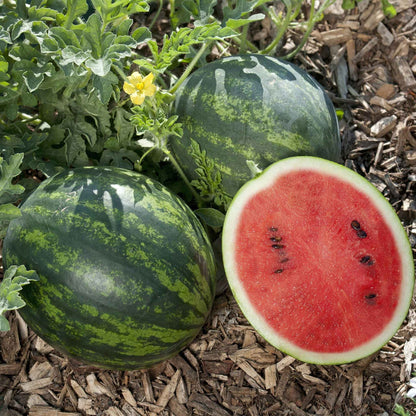 Mini Love watermelon seeds for planting