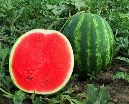 Sliced Mini Love watermelon showing red flesh