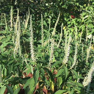 Mint-scented foliage of Elsholtzia stauntonii grown from seeds