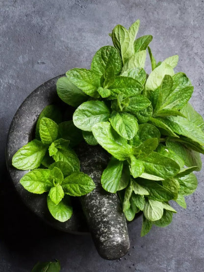 Mint seeds for pots and outdoor gardens