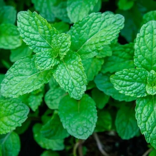 Mint seeds Mentha ornamental green foliage herb