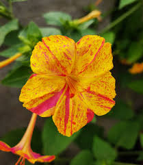 Mirabilis Flowers Blooming in Home Garden