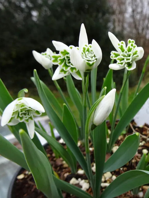 Premium Rare Scented Snowdrops (Galanthus nivalis 'Flore Pleno') Flower seeds for Planting Garden Favorite, Heirloom & GMO Free Seeds for Home Garden seeds