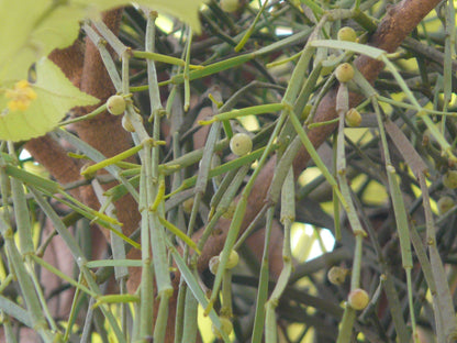 Mistletoe Growing on Host Tree Branch