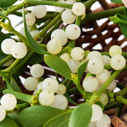 White mistletoe plant with berries growing on tree branch