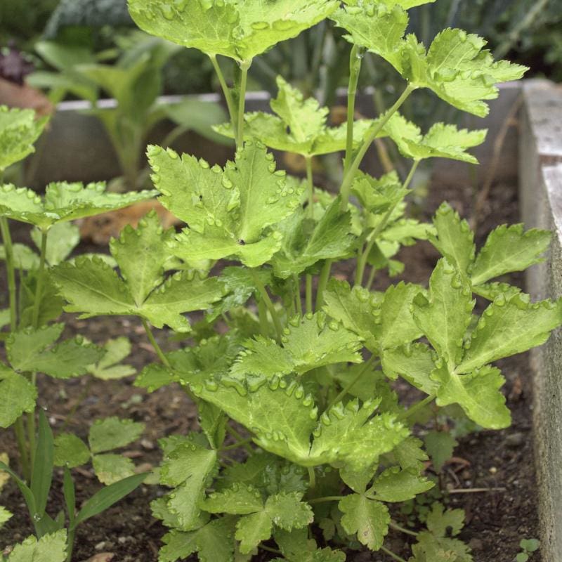 Mitsuba Japanese Parsley seeds Cryptotaenia japonica ornamental foliage
