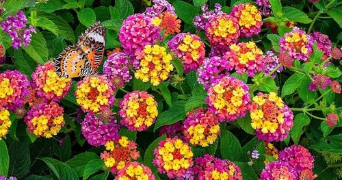 Premium Mixed Colors Flower Seeds Flower seeds for Planting Bright Blooms, Heirloom & GMO Free Seeds for Home Garden seeds