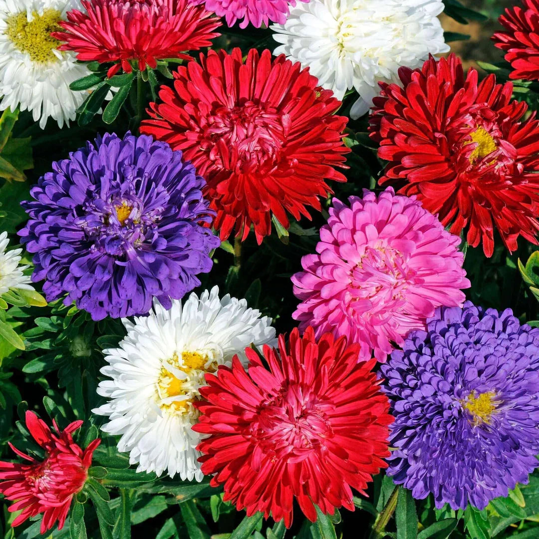 Butterflies attracted to vibrant multicolor aster flowers in sunlight