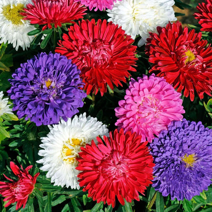 Butterflies attracted to vibrant multicolor aster flowers in sunlight
