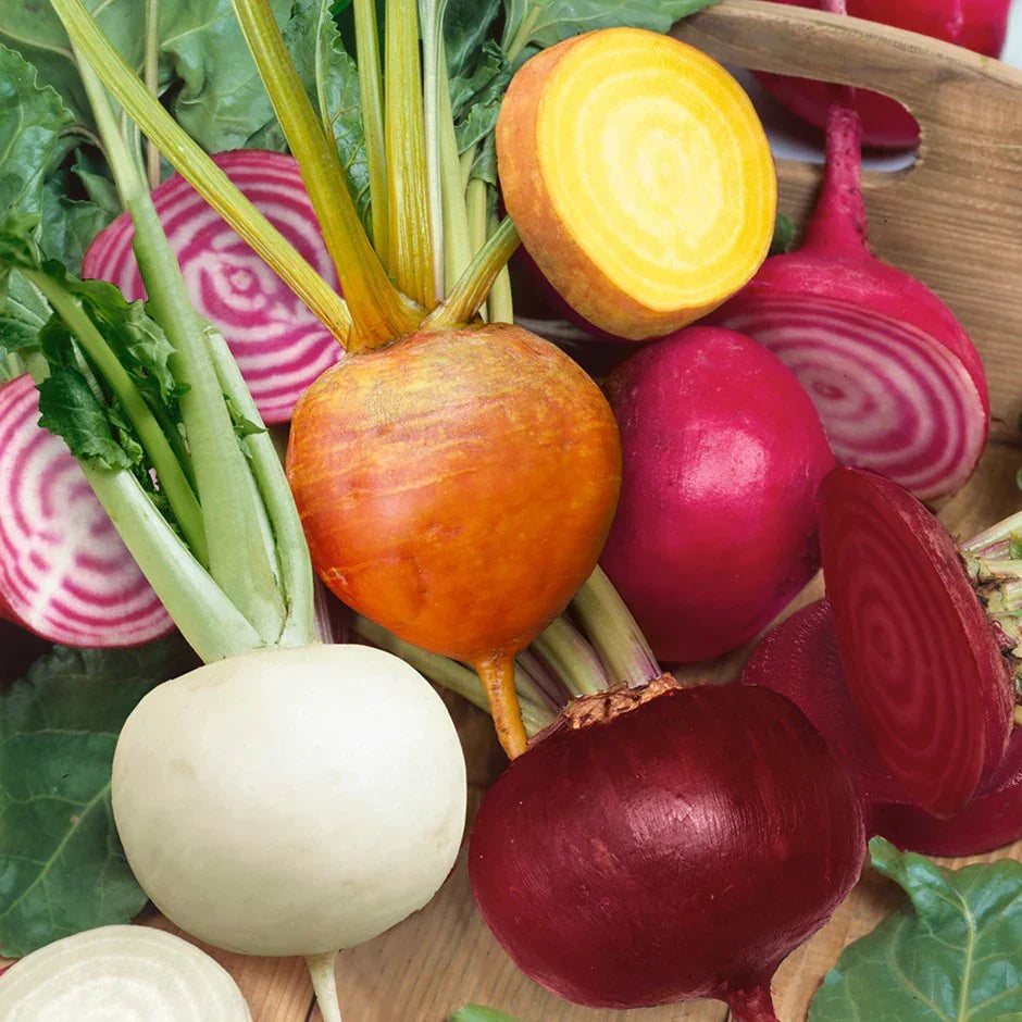 Different beetroot varieties growing in the garden