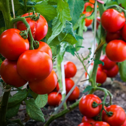 Mixed big huge tomato seeds for planting