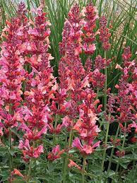 Mixed color Agastache hyssop flowers blooming