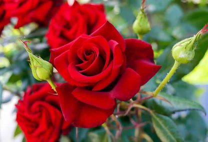 Mixed Color Roses Blooming in Home Garden