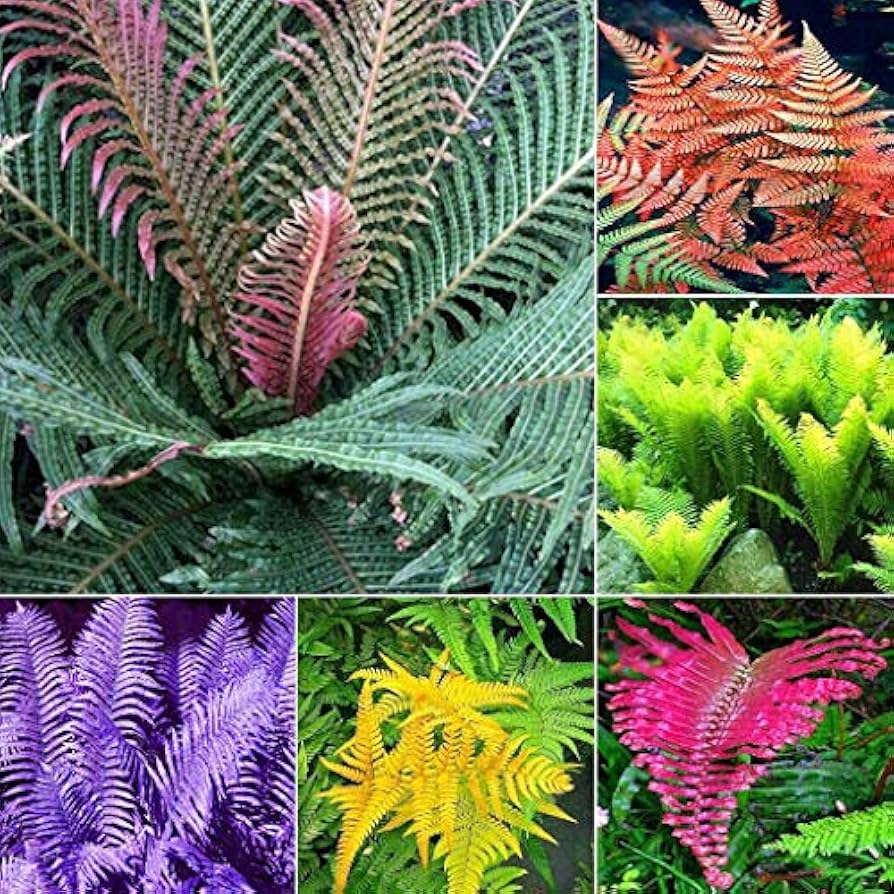 Mixed Colour Fern Seeds for Gorgeous Garden Growth