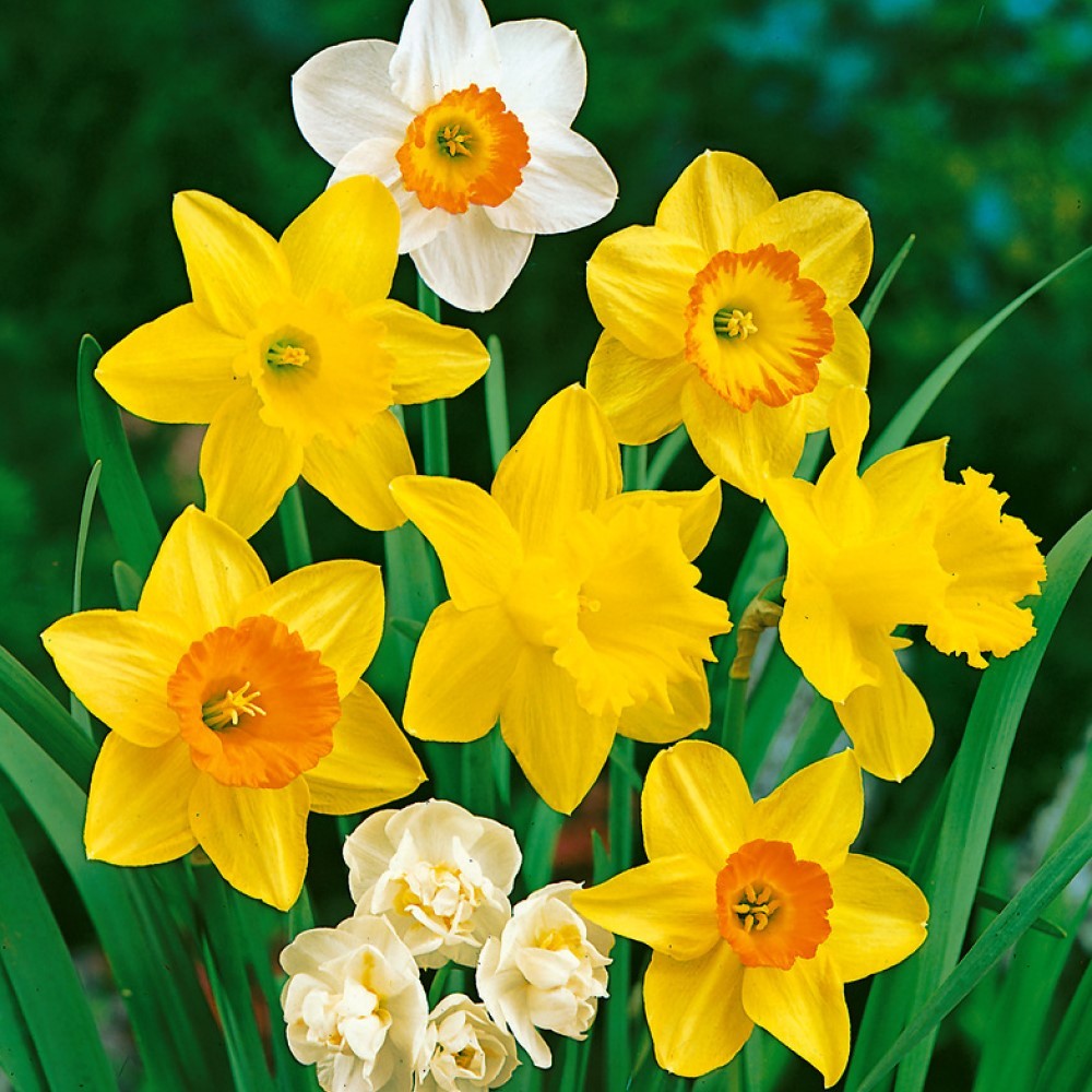 Cream Orange Daffodil Flower seeds for Planting Shade Tolerant, Heirloom & GMO Free Seeds for Home Garden vegetable and garden seeds