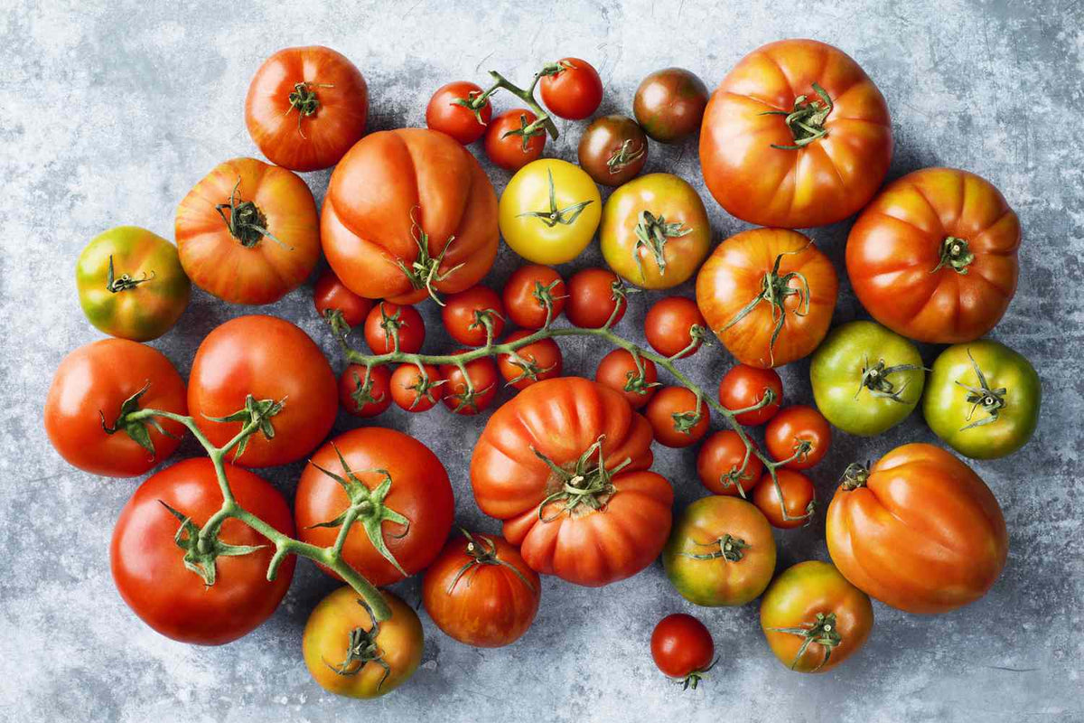 Mixed Giant Tomato Seeds for Planting