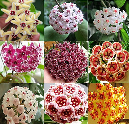 Mixed Hoya Flower Seeds for Planting