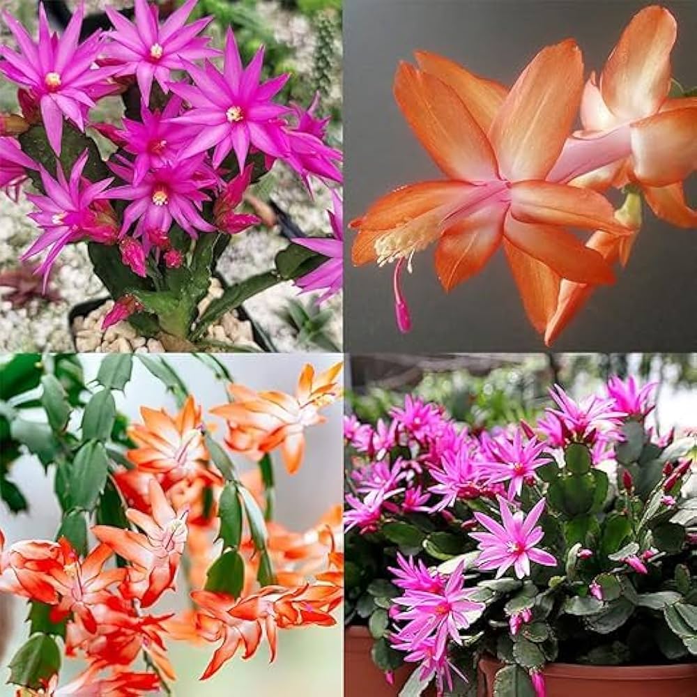 Mixed Schlumbergera Seeds for Planting