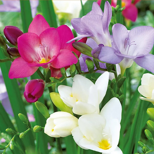 Premium Freesia Flower seeds for Planting Easy to Grow, Heirloom & GMO Free Seeds for Home Garden seeds