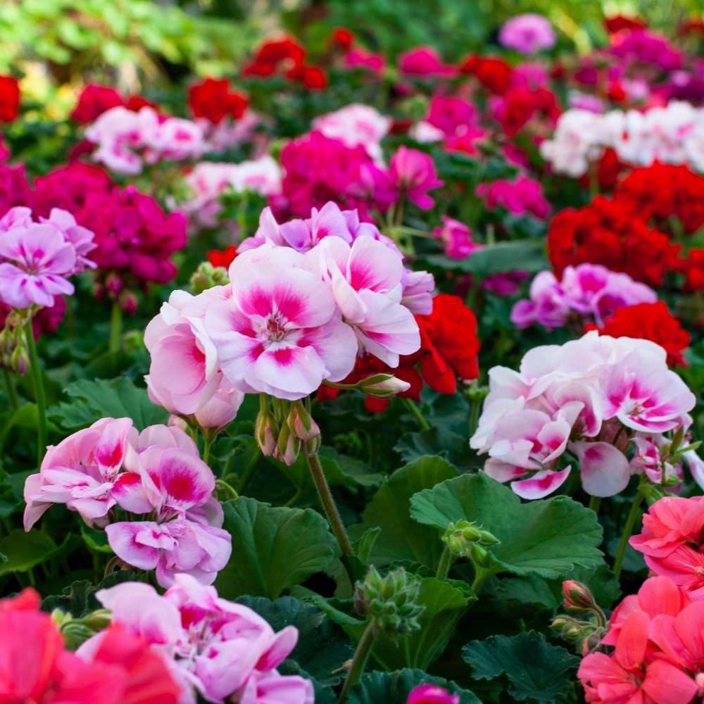 Mixed Variety Univalve Geranium Seeds for Planting