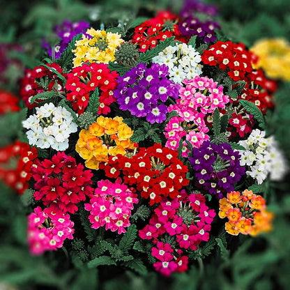 Mixed Color Verbena Flower Seeds for Planting
