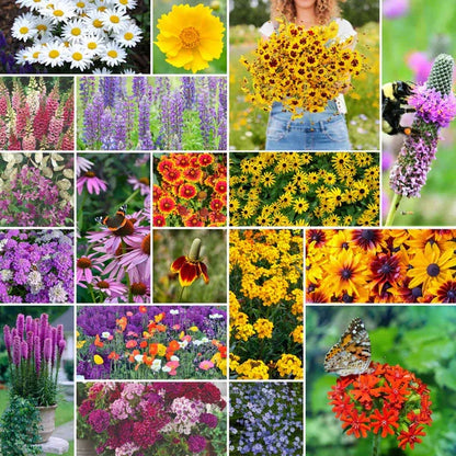 Perennial Flower seeds for Planting Cottage Garden Essential Heirloom & GMO Free Seeds for Home Garden
