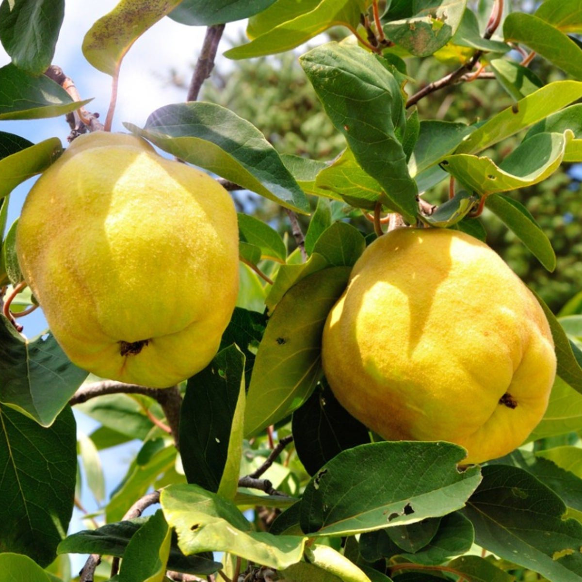 Yellow Cydonia Oblonga Tree Seeds Planting