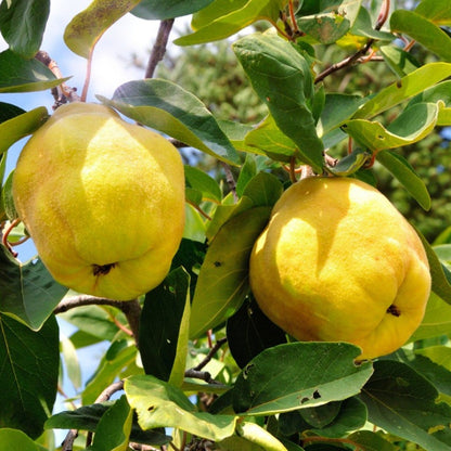 Yellow Cydonia Oblonga Tree Seeds Planting