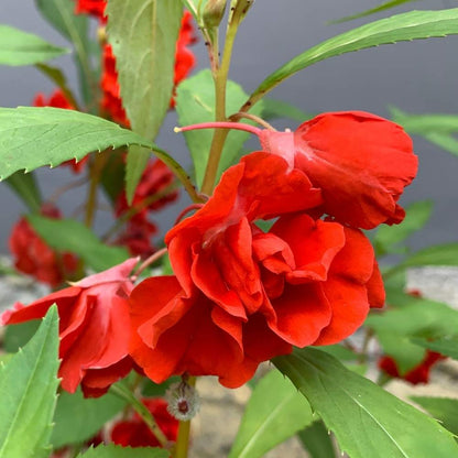 Balsam (Balsam Camellia) seeds for planting in home garden