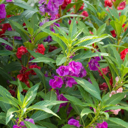 Balsam Camellia Flower seeds for Planting Cut Flower Favorite Heirloom & GMO Free Seeds for Home Garden
