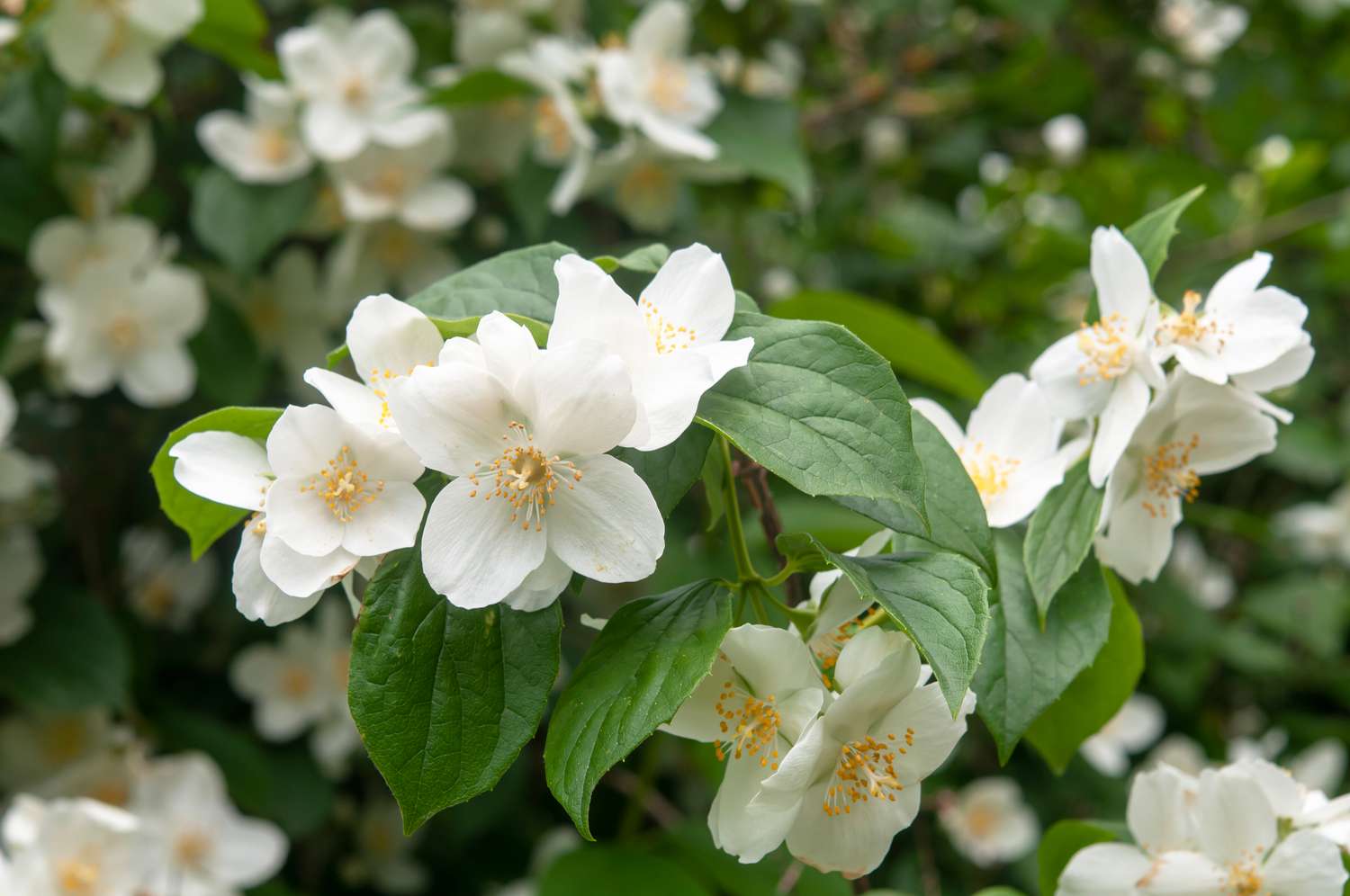 High quality Philadelphus Coronarius Flower seeds for Planting Perfect for Borders, Heirloom & GMO Free Seeds for Home Garden seeds pack