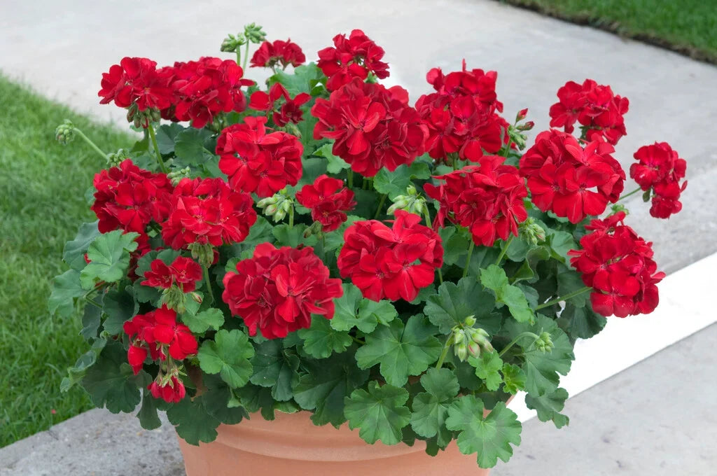 Dark Red Pelargonium Flower seeds for Planting Garden Favorite, Heirloom & GMO Free Seeds for Home Garden vegetable and garden seeds