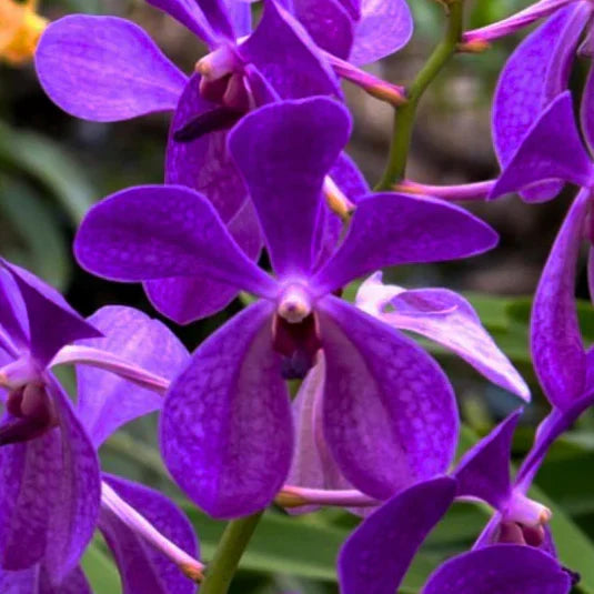 Premium Purple Ascocentrum Flower seeds for Planting Low Maintenance, Heirloom & GMO Free Seeds for Home Garden seeds
