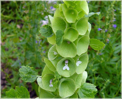 Bells Flower seeds for Planting - Compact Growth, Heirloom & GMO Free Seeds for Home Garden