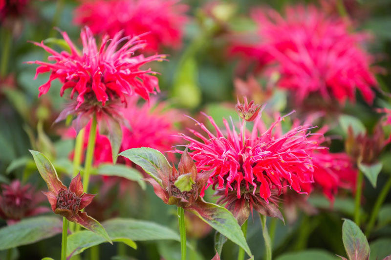 Mondarda Didyma Flower seeds for Planting Garden Favorite Heirloom & GMO Free Seeds for Home Garden