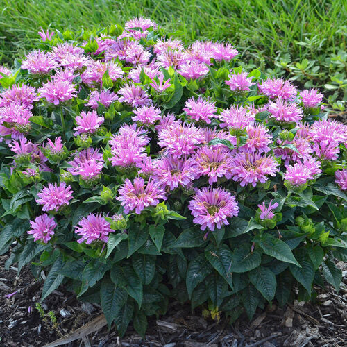 Lavender Monarda Flower seeds for Planting Wildflower Mix, Heirloom & GMO Free Seeds for Home Garden vegetable and garden seeds