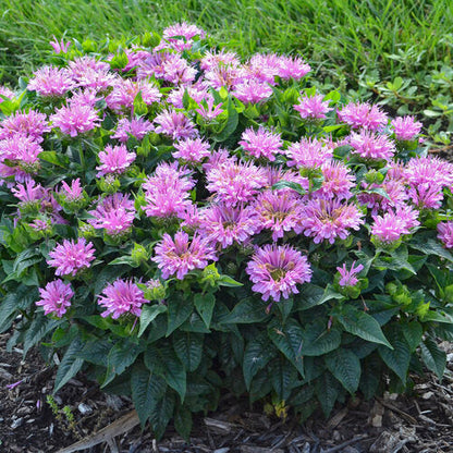 Lavender Monarda Flower seeds for Planting Wildflower Mix, Heirloom & GMO Free Seeds for Home Garden vegetable and garden seeds