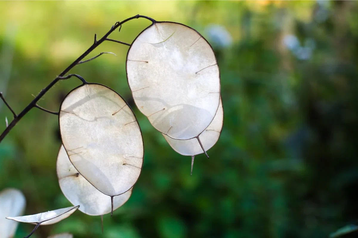 Lunaria Flower seeds for Planting Colorful Display Heirloom & GMO Free Seeds for Home Garden