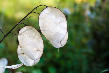 Lunaria Flower seeds for Planting Colorful Display Heirloom & GMO Free Seeds for Home Garden