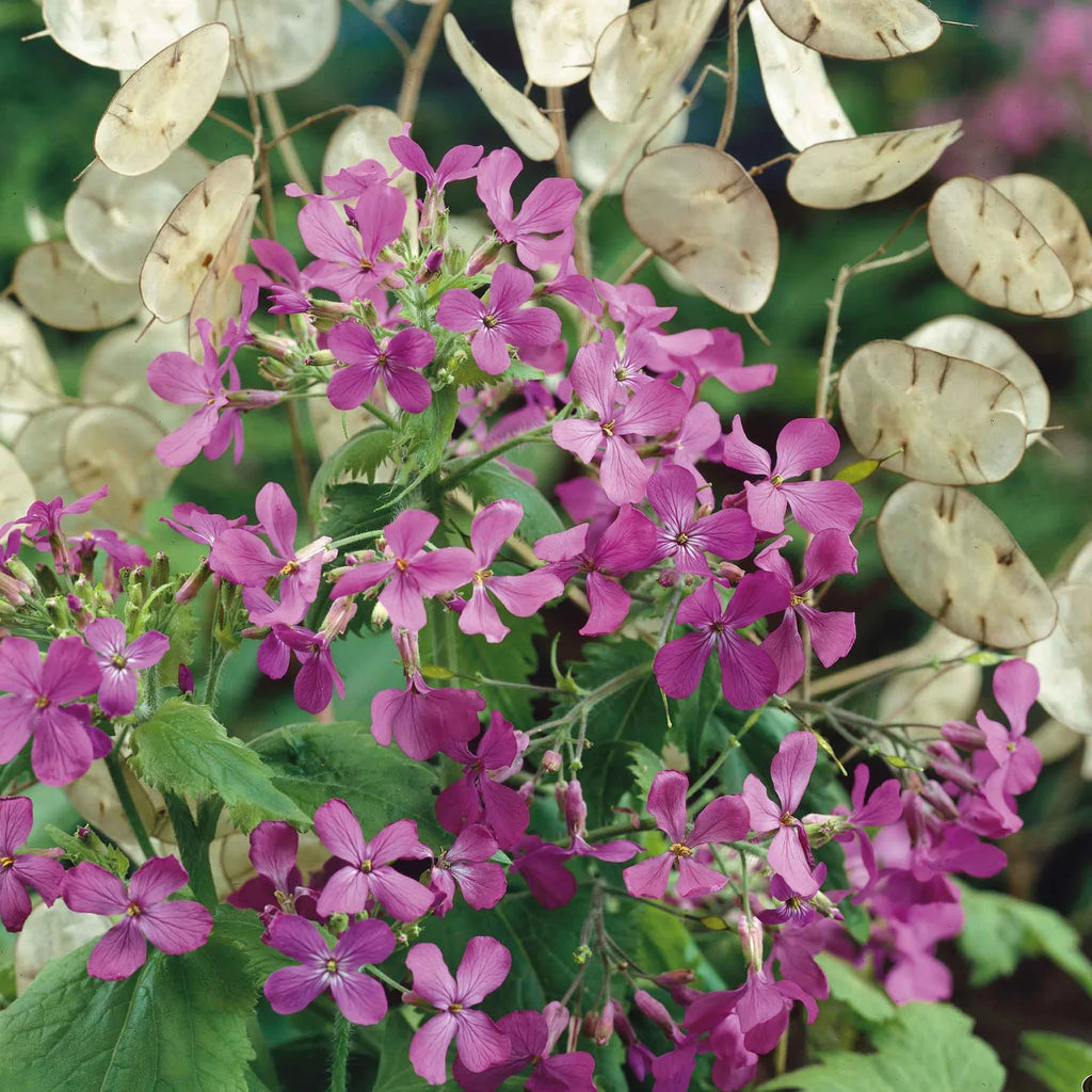 High quality Lunaria Flower seeds for Planting Sun Loving, Heirloom & GMO Free Seeds for Home Garden seeds pack