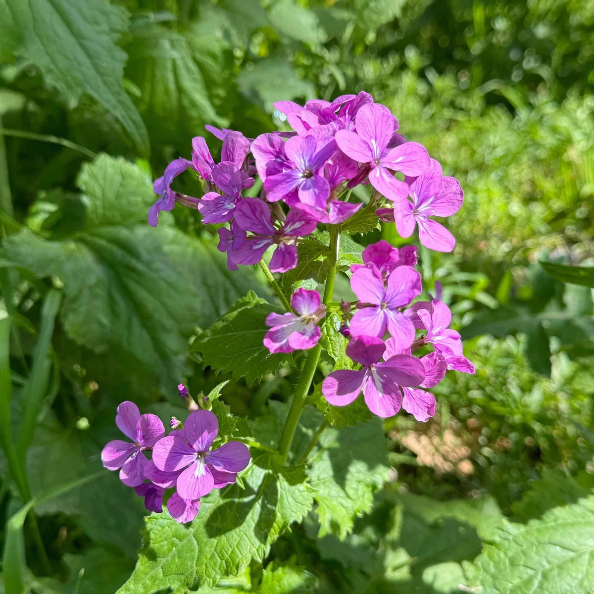 Lunaria Annua Flower seeds for Planting Wildflower Mix Heirloom & GMO Free Seeds for Home Garden