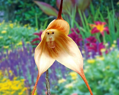 Monkey Orchid Flower seeds for Planting Low Maintenance Heirloom & GMO Free Seeds for Home Garden