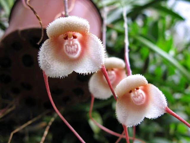 Heirloom Monkey Orchid Flower seeds for Planting Perfect for Borders Heirloom & GMO Free Seeds for Home Garden